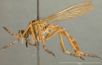Media type: image;   Entomology 12823 Aspect: habitus lateral view
